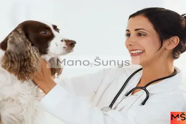 Kaip pasirinkti geriausią veterinarijos gydytoją
