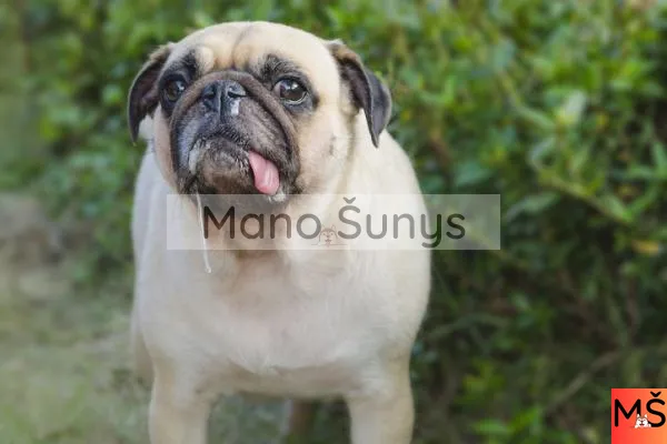 Šuo vemia baltomis putomis